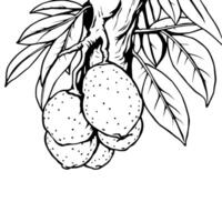 Cluster Of Ripe Oranges Hanging From Branch With Leaves vector