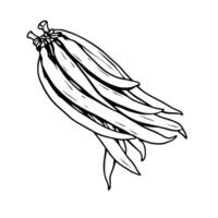 Bunch Of Fresh Green Beans Line Art vector