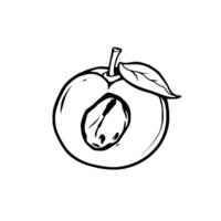Halved Peach Illustration A Simple Line Drawing vector
