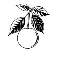 Simple Line Drawing Of A Single Fruit With Leaves vector
