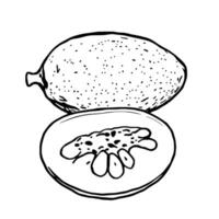 Hand-Drawn Illustration Of A Ripe Papaya Cut Open To Reveal Seeds And Pulp vector