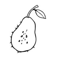 Line Drawing Of A Pear With Seeds And Leaf vector