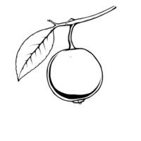 Single Yellow Fruit Hanging From Branch With Leaf vector