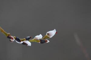 Willow bud on grey background photo