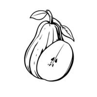 Line Art Drawing Of A Pear Halved And Showing Seeds vector