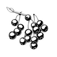 Black And White Illustration Of A Bunch Of Berries On A Branch vector