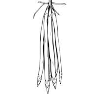 A Line Drawing Of A Bunch Of Green Beans Hanging vector