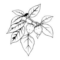Two Strawberries on a Branch with Lush Green Leaves vector