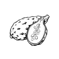 Hand-Drawn Illustration Of A Whole And Halved Noni Fruit vector