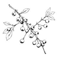 Ink Drawing Of A Branch With Abundant Berries vector