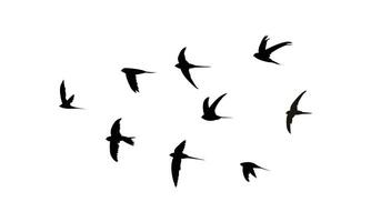 Flying African palm swift bird Silhouette Collection vector