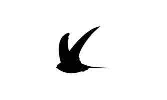Flying African palm swift bird Silhouette vector
