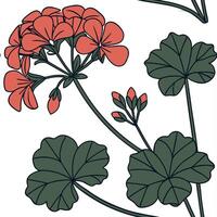 A flower with leaves and red flowers vector