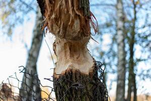 A tree trunk marked by fresh beaver bites photo