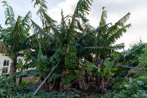 Exotic Banana Trees with Unripe Bananas in a Tropical Setting photo