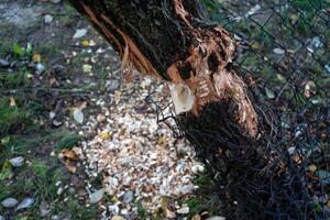 Beaver-Chewed Tree with Shavings and Wire Protection photo