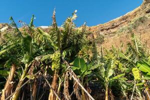 Banana Plants with Large Green Leaves and Fruit Clusters photo