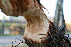 Tree trunk rounded up by beavers photo