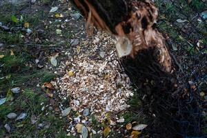 Beaver-Chewed Tree Trunk and Protective Measures photo