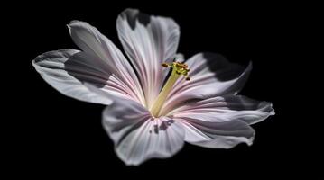 A single flower is shown in the dark photo