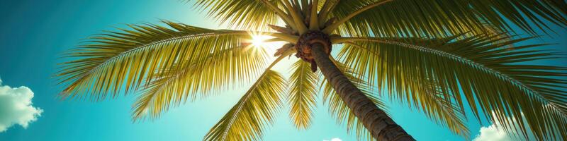 A vibrant image of a tall palm tree with lush green leaves reaching up towards a bright, sunlit sky with scattered clouds. photo