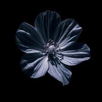 A single blue flower is shown in the dark photo