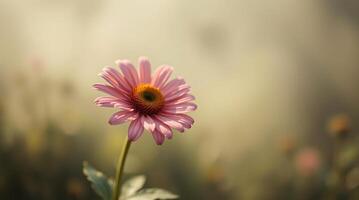 A single pink flower is standing in front of a blurry background photo