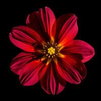 A red flower is shown against a black background photo