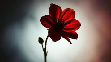 A red flower is shown in front of a dark background photo