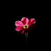 A single pink flower is shown in the dark photo