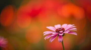 A pink flower is in front of a blurred background photo