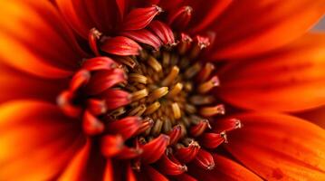 Close up of an orange flower with a red center photo