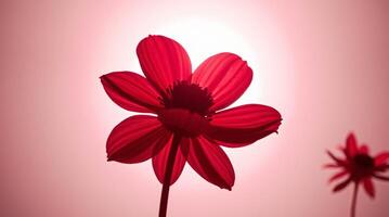 Red flower on a pink background photo
