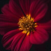 Close up of a red flower with a yellow center photo
