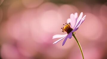 A single purple flower is in front of a blurred background photo