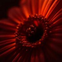 A close up of a red flower with a dark background photo