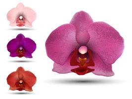 Realistic orchid flower in different colors. Tropical plants and flowers. image isolated on white background vector