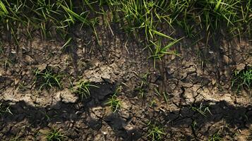 A close up of a field with grass and dirt photo