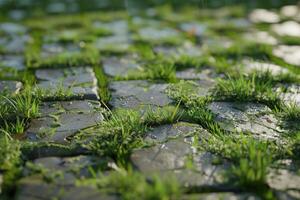 A close up of grass growing on the ground photo