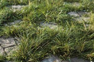 Grass for grasslands 3d model photo