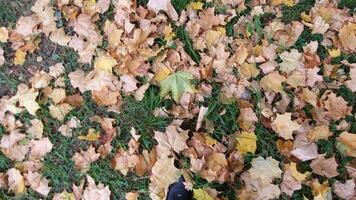 On a clear autumn day, a walk rustling of autumn leaves in the park. video