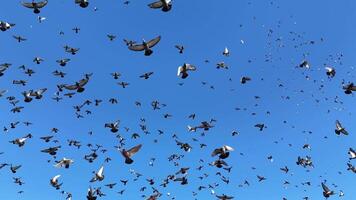 Large flock of pigeons flying across a vivid blue sky in various directions, captured in motion creating a dynamic scene of freedom and natural movement video