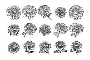 Beautiful Chrysanthemum Flowers in Full Bloom vector