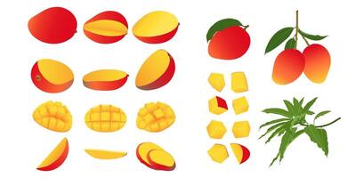 Mango set. Whole fresh raw mango fruit cut into halves, quarters, slices and cubes. Mango with leaves on tree branch vector