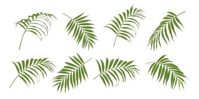ropical leaves set. Coconut palm leaf isolated on white background. Simple flat . vector