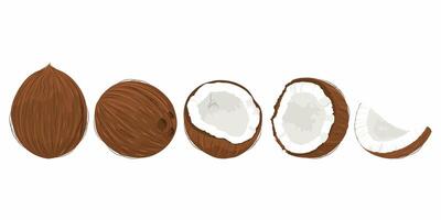 Coconut set. Hand drawn whole and broken coconuts. Coconut day 2 September. vector