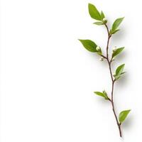 single twig with small buds and green leaves on white background photo