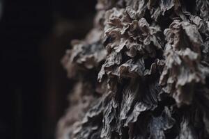 close-up view of the texture and patterns of a tree trunk against a dark background photo
