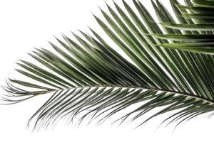 detailed close-up view of a palm leaf on a plain white background photo