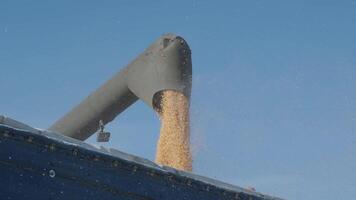 Machine for separating corn grains working on field and filling tractor trailer with corn. Autumn time. 2 video